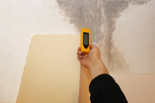 Best Commercial Mold Inspection  in Novato, CA