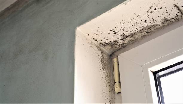 Best Crawl Space Mold Remediation  in Novato, CA