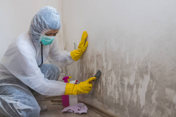 Best Mold Odor Removal Services  in Novato, CA