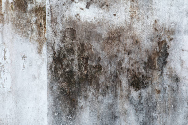 Environmental Consulting for Mold Prevention in Novato, CA